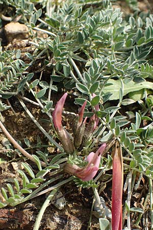 Astragalus spruneri \ Spruners Tragant / Spruner's Milk-Vetch, Rhodos/Rhodes Lahania 3.4.2019