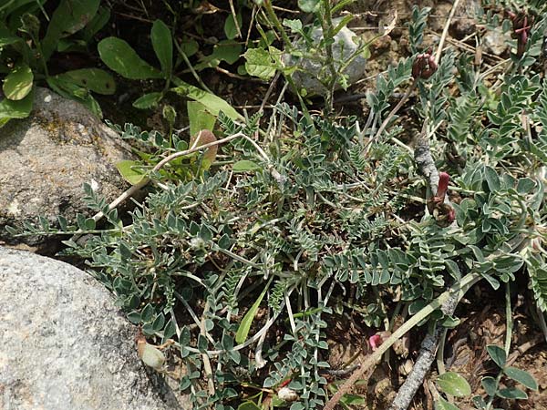Astragalus spruneri \ Spruners Tragant / Spruner's Milk-Vetch, Rhodos/Rhodes Lahania 3.4.2019