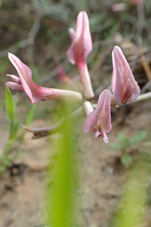 Astragalus spruneri \ Spruners Tragant / Spruner's Milk-Vetch, Rhodos/Rhodes Lahania 3.4.2019