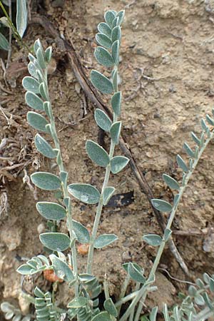 Astragalus spruneri \ Spruners Tragant / Spruner's Milk-Vetch, Rhodos/Rhodes Lahania 3.4.2019