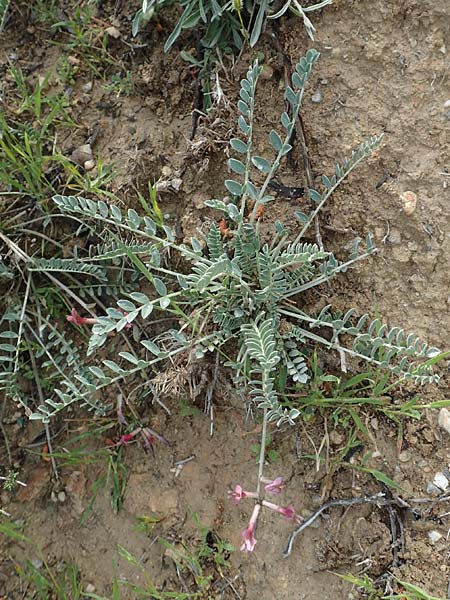 Astragalus spruneri \ Spruners Tragant / Spruner's Milk-Vetch, Rhodos/Rhodes Lahania 3.4.2019