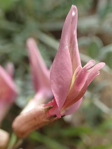 Astragalus spruneri \ Spruners Tragant / Spruner's Milk-Vetch, Rhodos/Rhodes Lahania 3.4.2019
