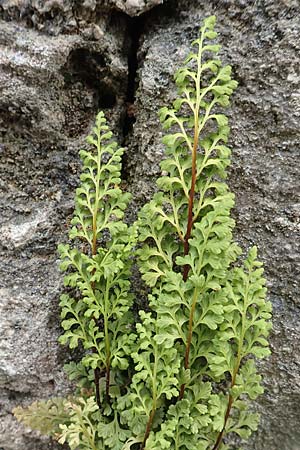Anogramma leptophylla \ D�nnbl�ttriger Nacktfarn / Jersey Fern, Rhodos/Rhodes City 28.3.2019