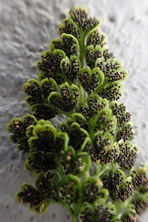 Anogramma leptophylla \ D�nnbl�ttriger Nacktfarn / Jersey Fern, Rhodos/Rhodes City 28.3.2019