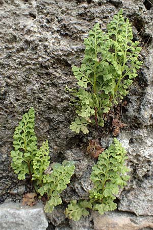 Anogramma leptophylla \ D�nnbl�ttriger Nacktfarn / Jersey Fern, Rhodos/Rhodes City 28.3.2019