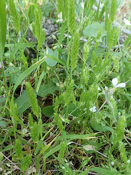 Rostraria cristata \ Echtes B�schelgras / Mediterranean Hair Grass, Rhodos/Rhodes Monolithos 31.3.2019