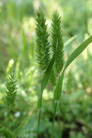 Rostraria cristata \ Echtes B�schelgras / Mediterranean Hair Grass, Rhodos/Rhodes Monolithos 31.3.2019