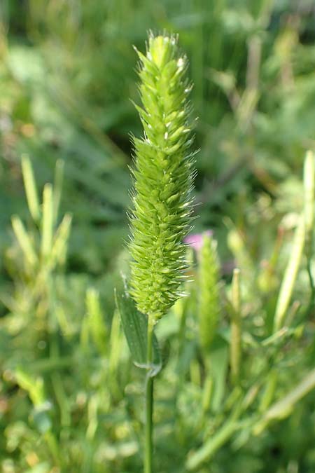 Rostraria cristata \ Echtes B�schelgras / Mediterranean Hair Grass, Rhodos/Rhodes Monolithos 31.3.2019