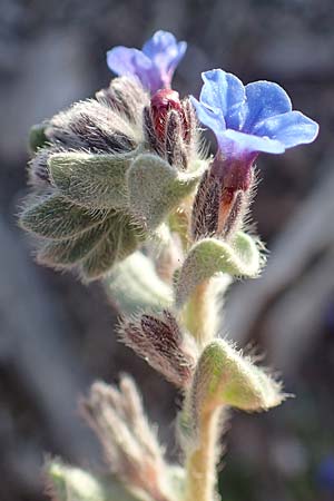 Alkanna tinctoria \ F&auml;rber-Alkanna, Schminkwurz / Alkanet, Rhodos/Rhodes Haraki 15.3.2023