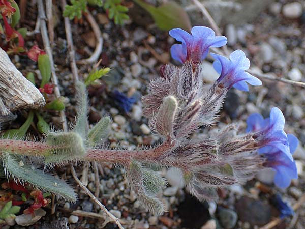 Alkanna tinctoria \ F&auml;rber-Alkanna, Schminkwurz / Alkanet, Rhodos/Rhodes Haraki 15.3.2023