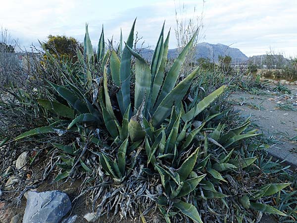 Agave americana \ Amerikanische Agave / American Agave, Rhodos Haraki 15.3.2023