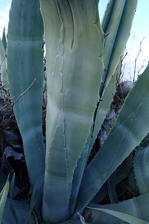 Agave americana \ Amerikanische Agave / American Agave, Rhodos Haraki 15.3.2023
