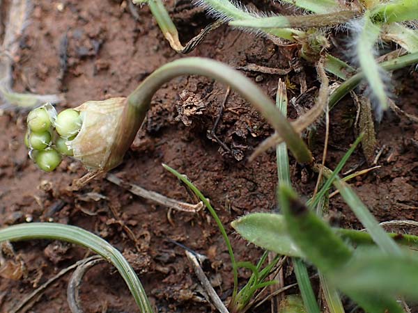 Allium junceum <b>?</b>, Roter Serpentinit-Lauch