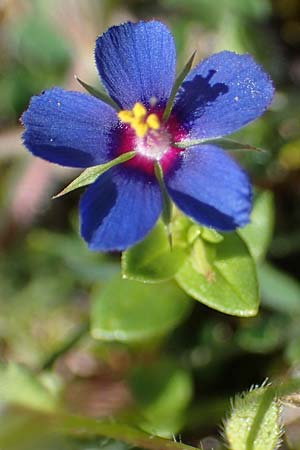 Lysimachia loeflingii \ Acker-Gauchheil / Scarlet Pimpernel, Rhodos/Rhodes Kolymbia 18.3.2023