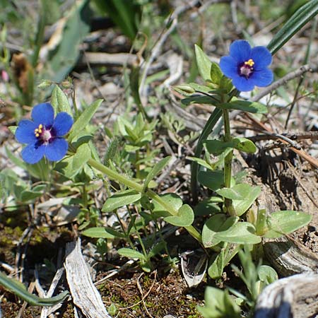 Lysimachia loeflingii \ Acker-Gauchheil / Scarlet Pimpernel, Rhodos/Rhodes Skoutouljaris - Schlucht / Gorge 19.3.2023