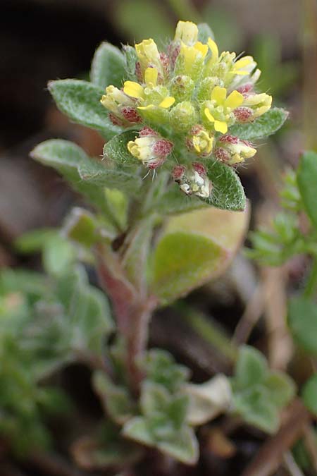 Alyssum minutum \ Kleines Steinkraut / Small Alison, Rhodos/Rhodes Akramitis 21.3.2023