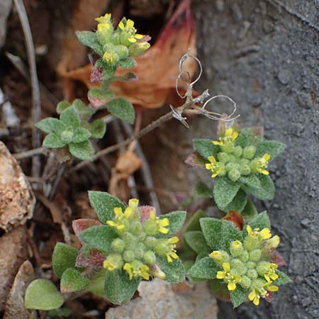 Alyssum minutum \ Kleines Steinkraut / Small Alison, Rhodos/Rhodes Akramitis 21.3.2023