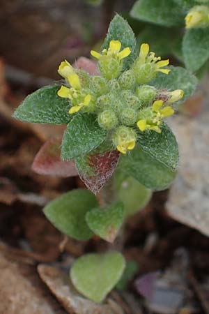 Alyssum minutum \ Kleines Steinkraut / Small Alison, Rhodos/Rhodes Akramitis 21.3.2023