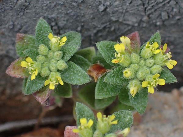 Alyssum minutum \ Kleines Steinkraut / Small Alison, Rhodos/Rhodes Akramitis 21.3.2023