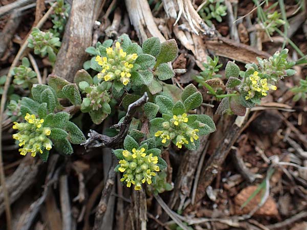 Alyssum minutum \ Kleines Steinkraut / Small Alison, Rhodos/Rhodes Akramitis 21.3.2023