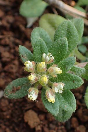 Alyssum minutum \ Kleines Steinkraut / Small Alison, Rhodos/Rhodes Akramitis 21.3.2023