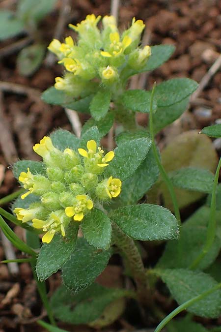 Alyssum minutum \ Kleines Steinkraut / Small Alison, Rhodos/Rhodes Akramitis 21.3.2023