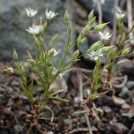 Sabulina tenuifolia subsp. hybrida \ Zarte Miere, Feinblttrige Miere / Fine-Leaved Sandwort, Slender-Leaf Sandwort, Rhodos Archangelos 24.3.2023