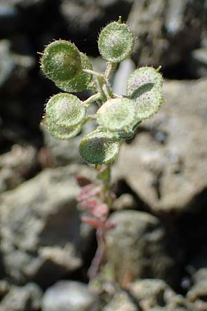 Alyssum simplex \ Gew&ouml;hnliches Steinkraut, Einfache Steinkresse / Common Alison, Rhodos/Rhodes Moni Artamiti 27.3.2023