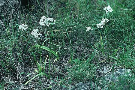 Allium subhirsutum \ Wimperbl&auml;ttriger Lauch / Hairy Garlic, Rhodos/Rhodes Profitis Ilias 3.5.1987
