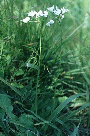 Allium subhirsutum \ Wimperbl&auml;ttriger Lauch / Hairy Garlic, Rhodos/Rhodes Lahania 21.3.2005