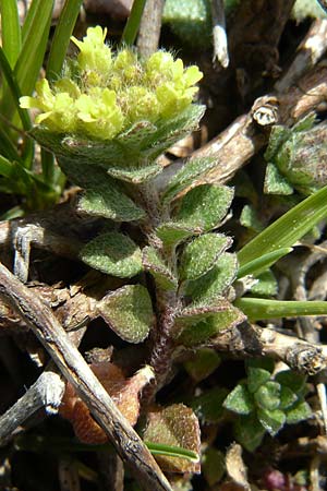 Alyssum minutum \ Kleines Steinkraut / Small Alison, Rhodos/Rhodes Attaviros 23.3.2023