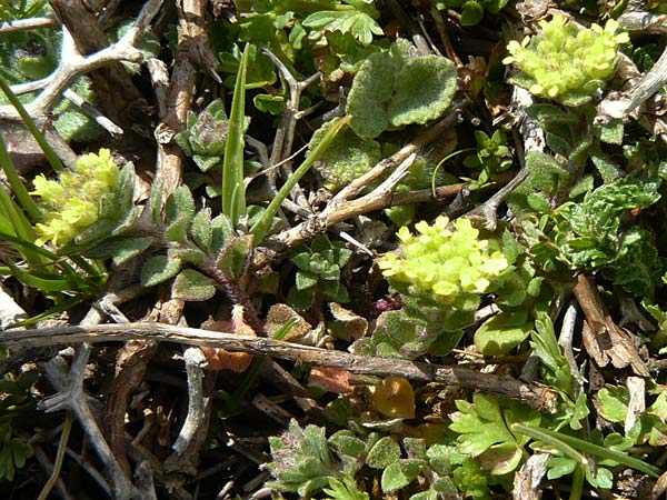 Alyssum minutum \ Kleines Steinkraut / Small Alison, Rhodos/Rhodes Attaviros 23.3.2023