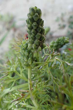 Adonis microcarpa \ Kleinfr&uuml;chtiges Adonisr�schen / Small-Fruit Pheasant's Eye, Red Chamomile, Rhodos/Rhodes Kattavia 1.4.2019
