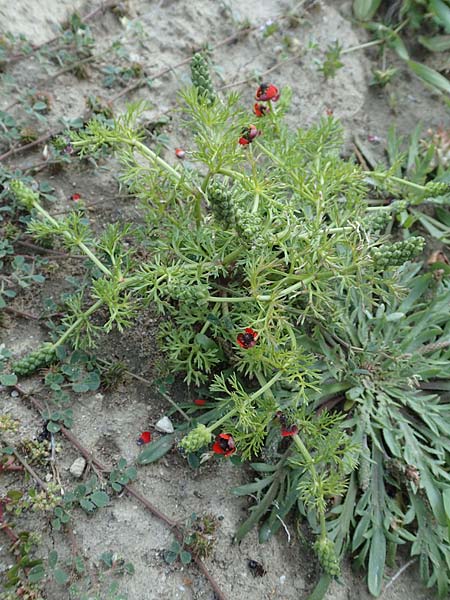 Adonis microcarpa \ Kleinfr&uuml;chtiges Adonisr�schen / Small-Fruit Pheasant's Eye, Red Chamomile, Rhodos/Rhodes Kattavia 1.4.2019