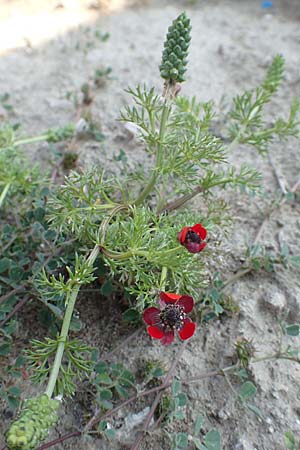 Adonis microcarpa \ Kleinfr&uuml;chtiges Adonisr�schen / Small-Fruit Pheasant's Eye, Red Chamomile, Rhodos/Rhodes Kattavia 1.4.2019
