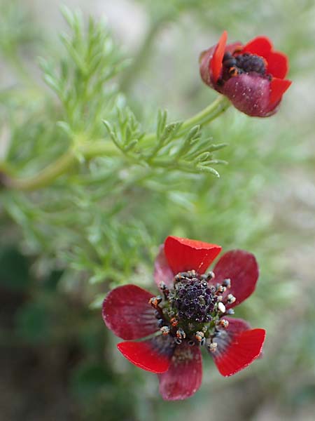 Adonis microcarpa \ Kleinfr&uuml;chtiges Adonisr�schen / Small-Fruit Pheasant's Eye, Red Chamomile, Rhodos/Rhodes Kattavia 1.4.2019