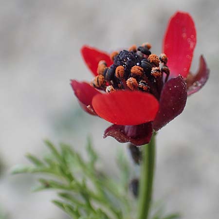 Adonis microcarpa \ Kleinfr&uuml;chtiges Adonisr�schen / Small-Fruit Pheasant's Eye, Red Chamomile, Rhodos/Rhodes Kattavia 1.4.2019