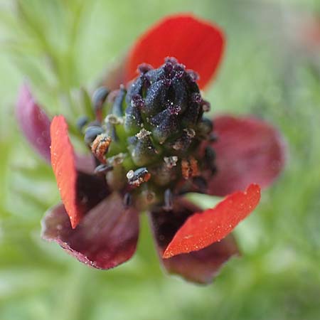 Adonis microcarpa \ Kleinfr&uuml;chtiges Adonisr�schen / Small-Fruit Pheasant's Eye, Red Chamomile, Rhodos/Rhodes Kattavia 1.4.2019