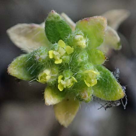 Alyssum strigosum \ Schlankes Steinkraut / Slender Alison, Rhodos/Rhodes Moni Artamiti 16.3.2023