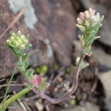 Alyssum strigosum \ Schlankes Steinkraut / Slender Alison, Rhodos/Rhodes Moni Artamiti 16.3.2023