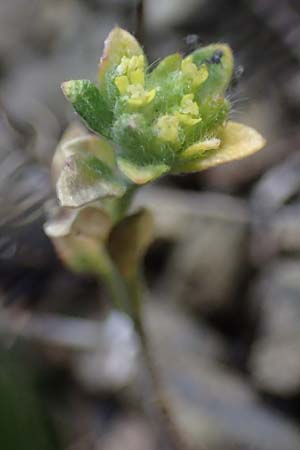 Alyssum strigosum \ Schlankes Steinkraut / Slender Alison, Rhodos/Rhodes Moni Artamiti 16.3.2023