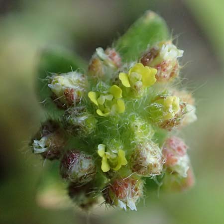 Alyssum strigosum \ Schlankes Steinkraut / Slender Alison, Rhodos/Rhodes Moni Artamiti 16.3.2023