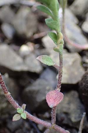 Alyssum strigosum \ Schlankes Steinkraut / Slender Alison, Rhodos/Rhodes Moni Artamiti 16.3.2023