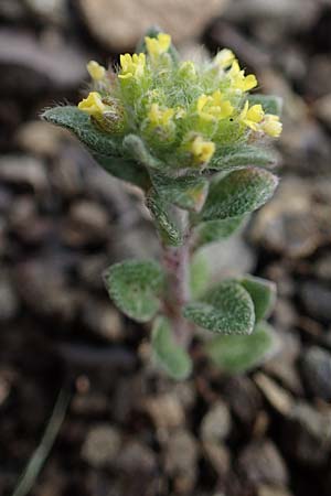 Alyssum strigosum \ Schlankes Steinkraut / Slender Alison, Rhodos/Rhodes Moni Artamiti 16.3.2023