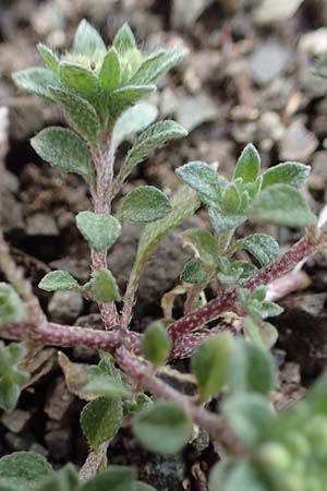 Alyssum strigosum \ Schlankes Steinkraut / Slender Alison, Rhodos/Rhodes Moni Artamiti 16.3.2023