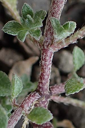 Alyssum strigosum \ Schlankes Steinkraut / Slender Alison, Rhodos/Rhodes Moni Artamiti 16.3.2023