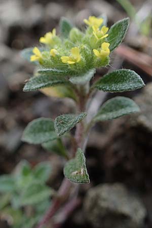 Alyssum strigosum, Schlankes Steinkraut