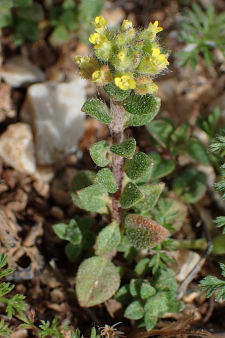 Alyssum minutum \ Kleines Steinkraut / Small Alison, Rhodos/Rhodes Attaviros 23.3.2023