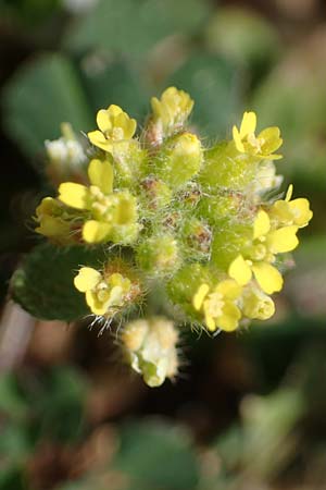 Alyssum minutum \ Kleines Steinkraut / Small Alison, Rhodos/Rhodes Attaviros 23.3.2023