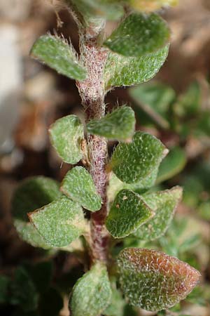 Alyssum minutum \ Kleines Steinkraut / Small Alison, Rhodos/Rhodes Attaviros 23.3.2023